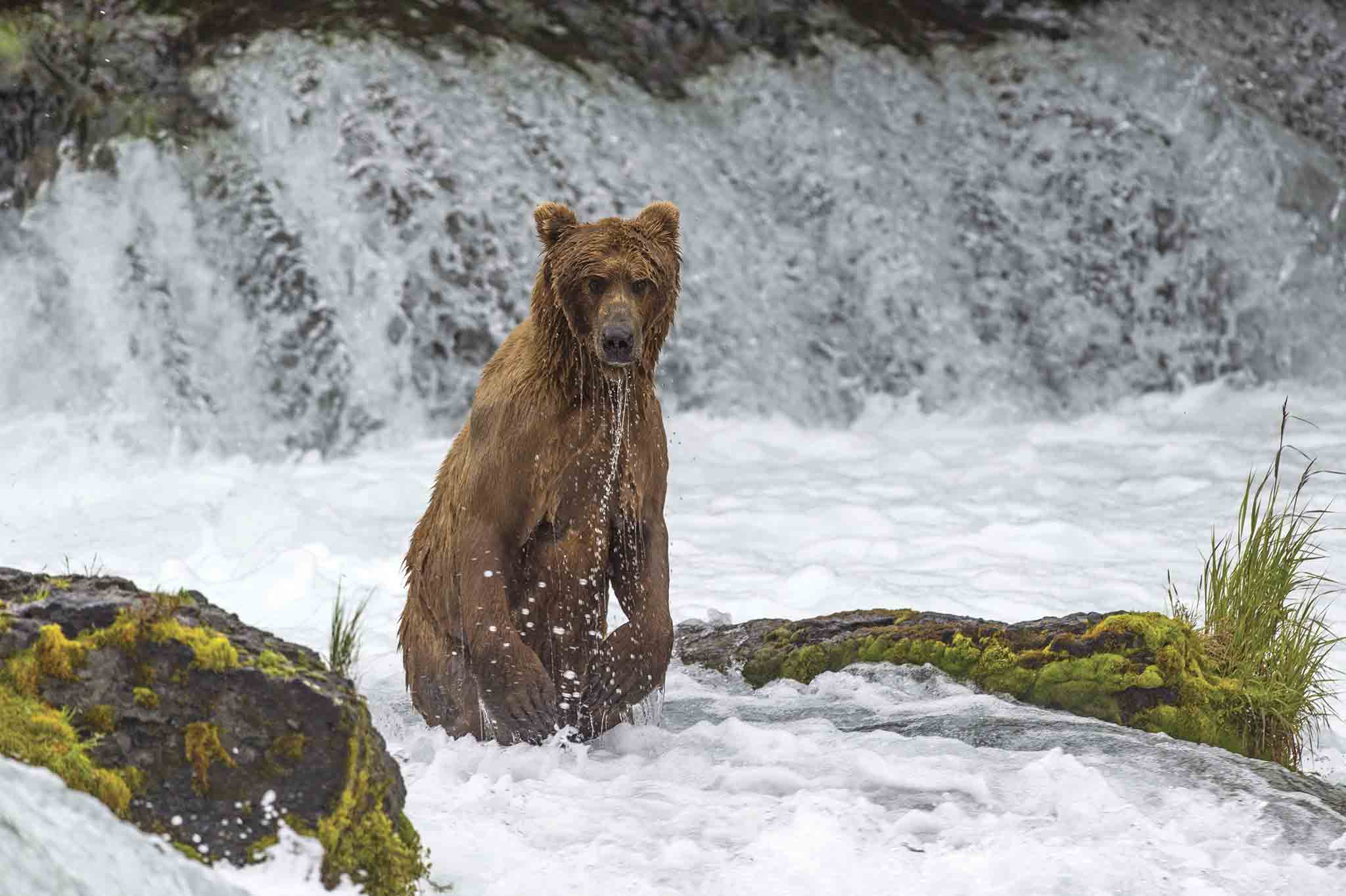 Alaska Bear