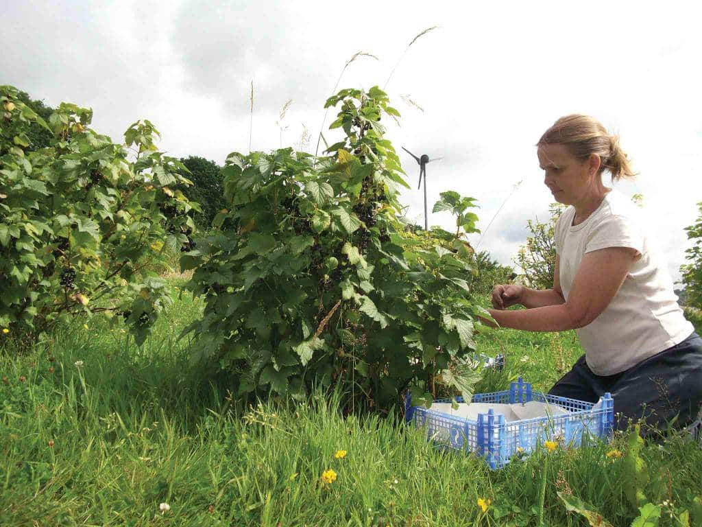 Lynne's Organic Farm