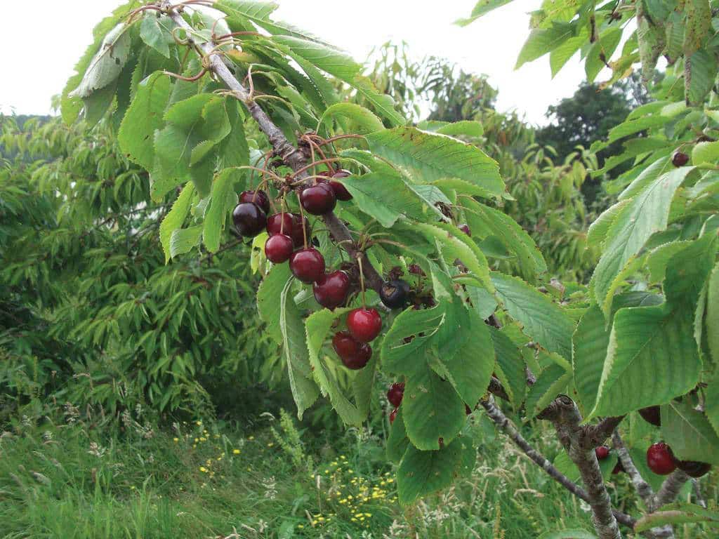 Lynne's Organic Farm 2