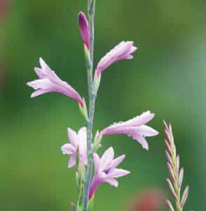 Nerine