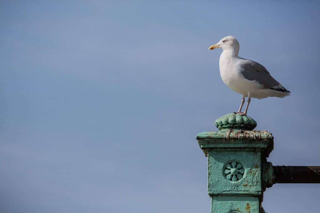 Seagull Brighton