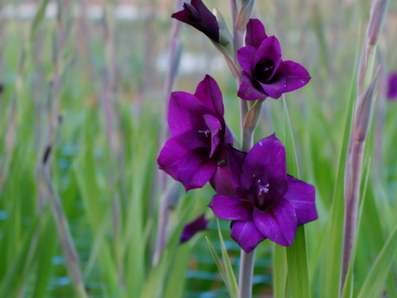 Mulching is a great way to boost nutrients in the soil when gardening.