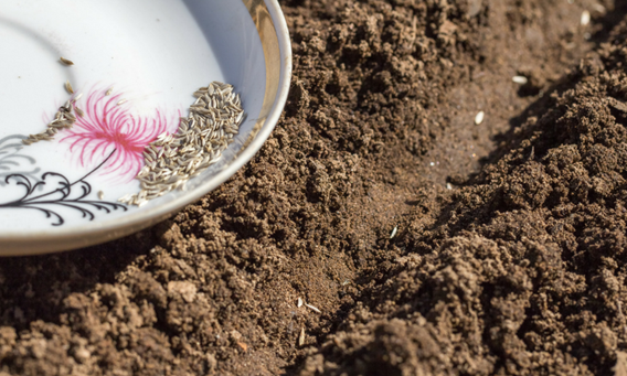 Hardy annuals such as cosmos can now be planted straight in the soil.